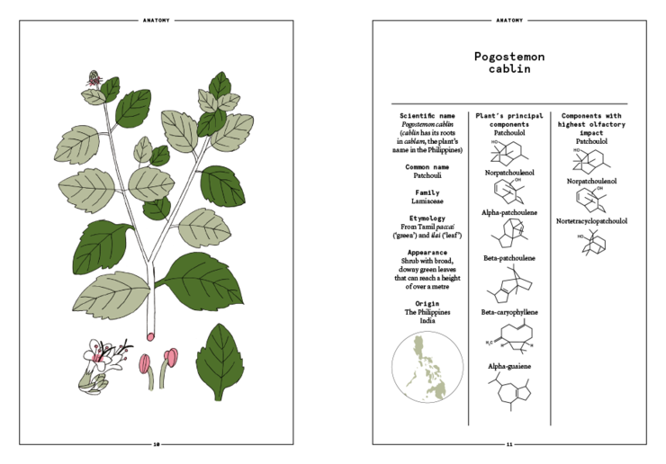 Patchouli In Perfumery